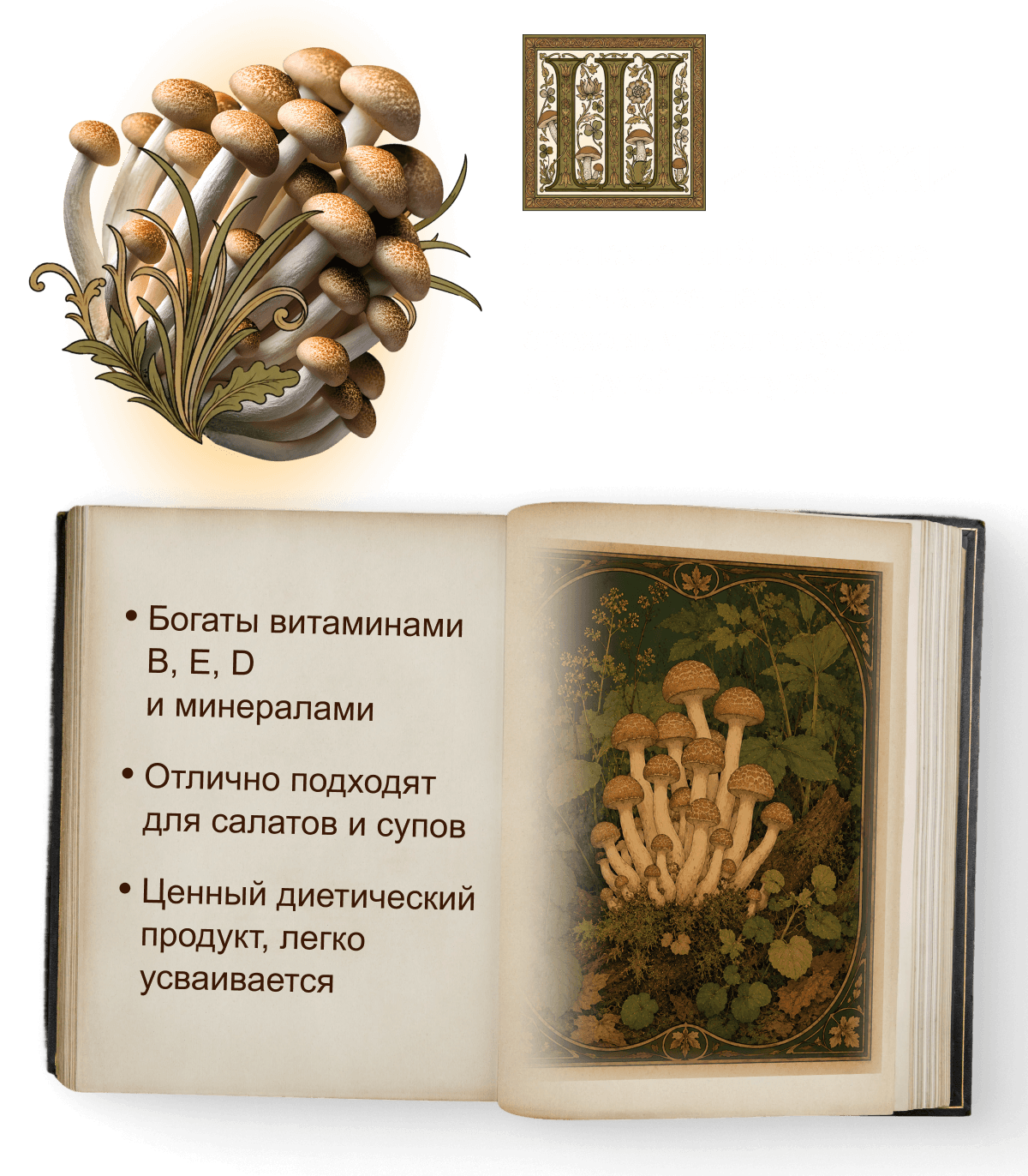 Шимеджи! Японские грибы, которые отличаются легким ореховым послевкусием и&nbsp;упругой текстурой.